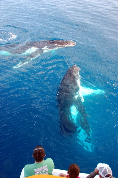 Humpback Whale Tours Humpback Whale Tours